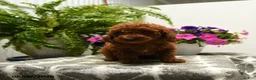 Toy Poodle dogs for sale: Harold - Ad 4