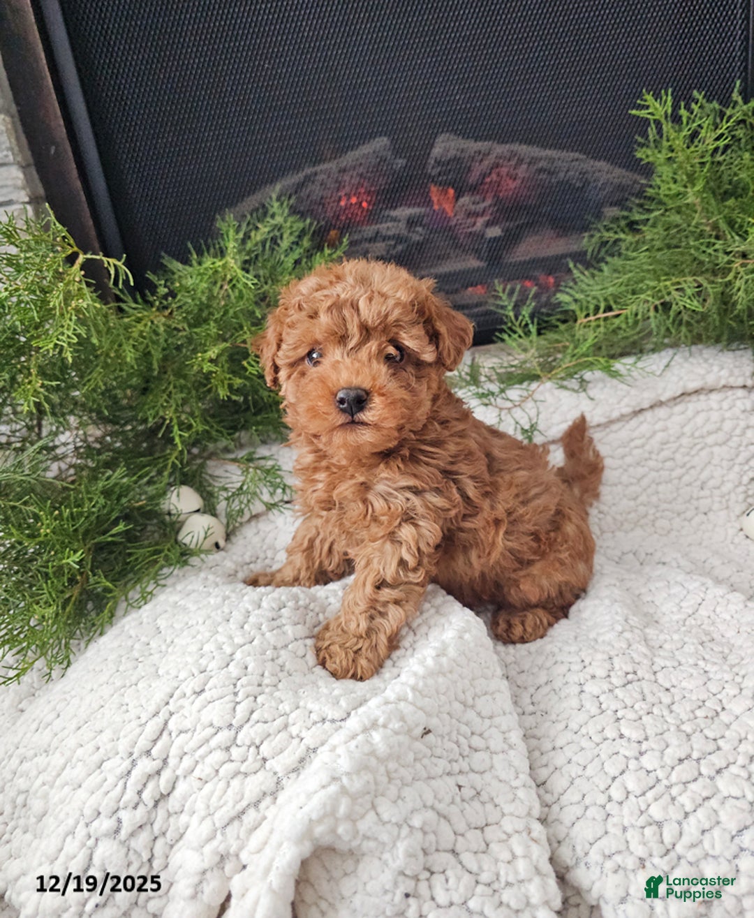 Mini Goldendoodle dogs for sale: Brewster - Ad 1