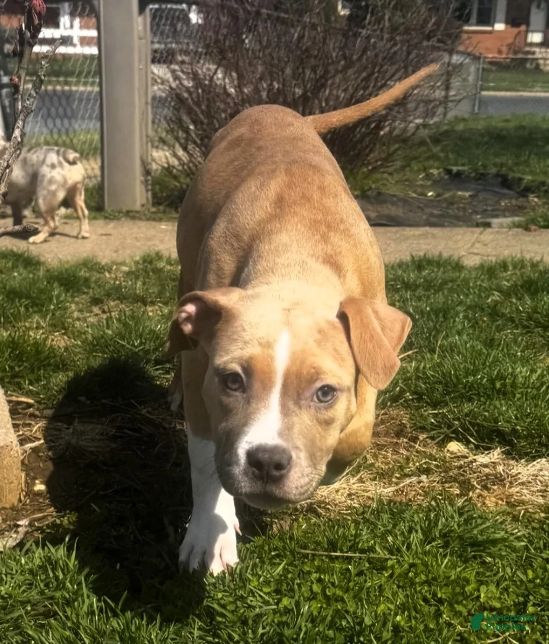 American Bully dogs for sale: AALIYAH / MERLE LILAC - Ad 4