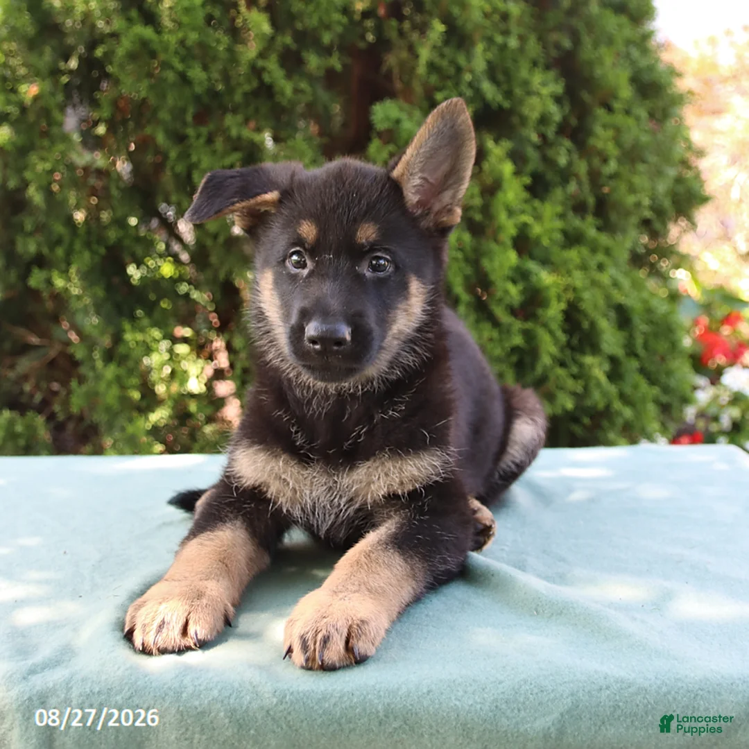 German Shepherd dogs for sale: Stella - Ad 3