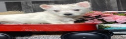 West Highland Terrier dogs for sale: Willy - Ad 1