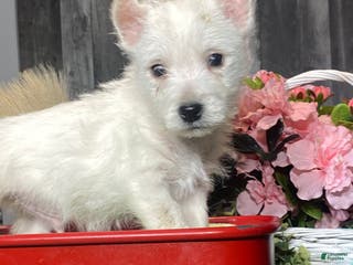 West Highland Terrier dogs Willy - Ad 23