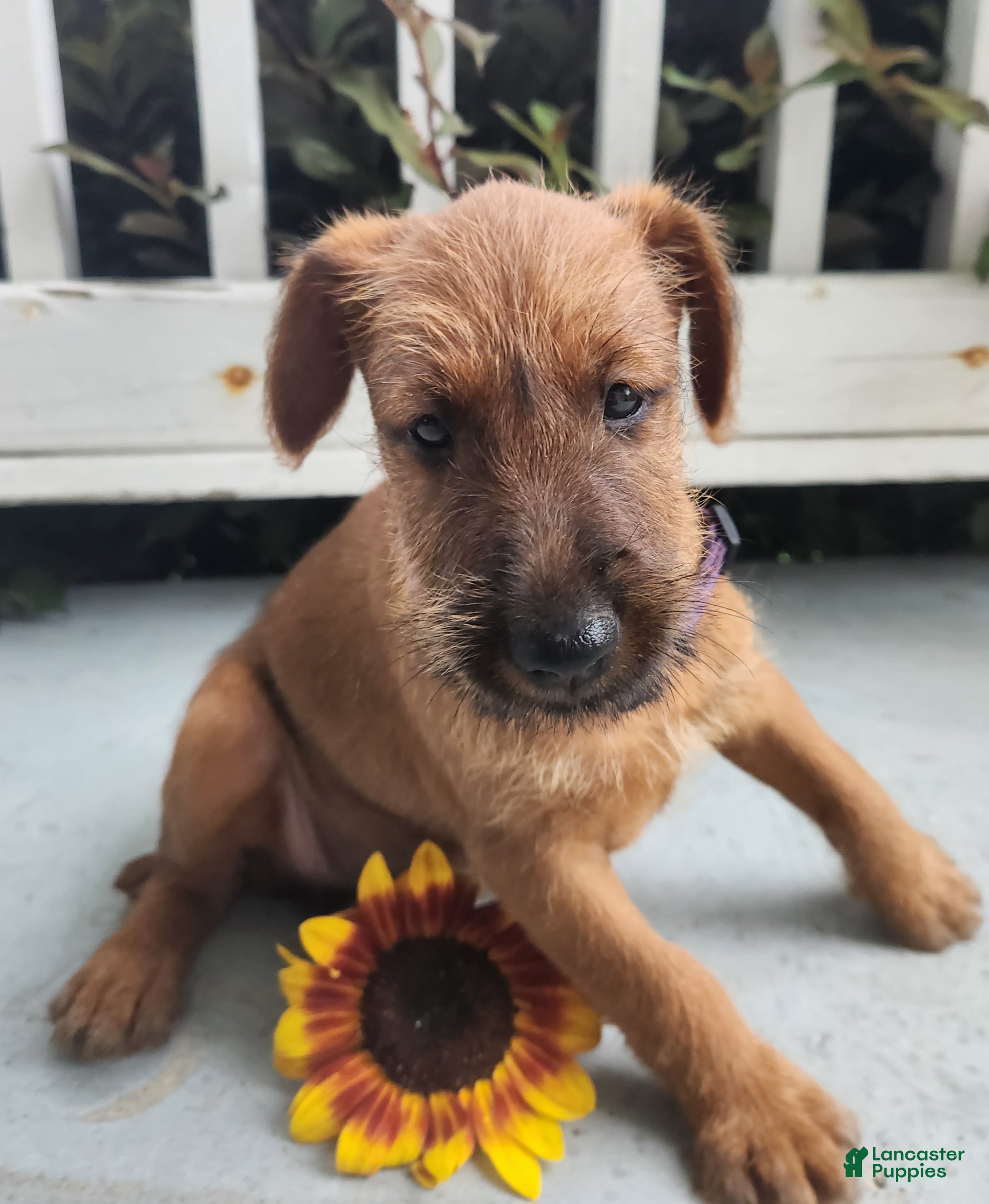 Irish Terrier dogs Rosy - Ad 2