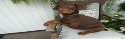 Doberman Pinscher dogs for sale: Doberman Pinscher 2 Duke - Ad 6