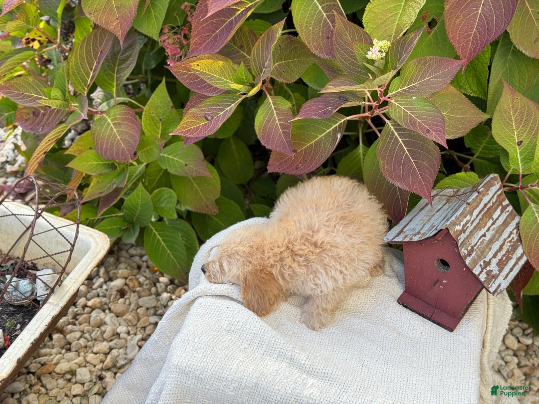 Mini Goldendoodle dogs for sale: Journey - Ad 4