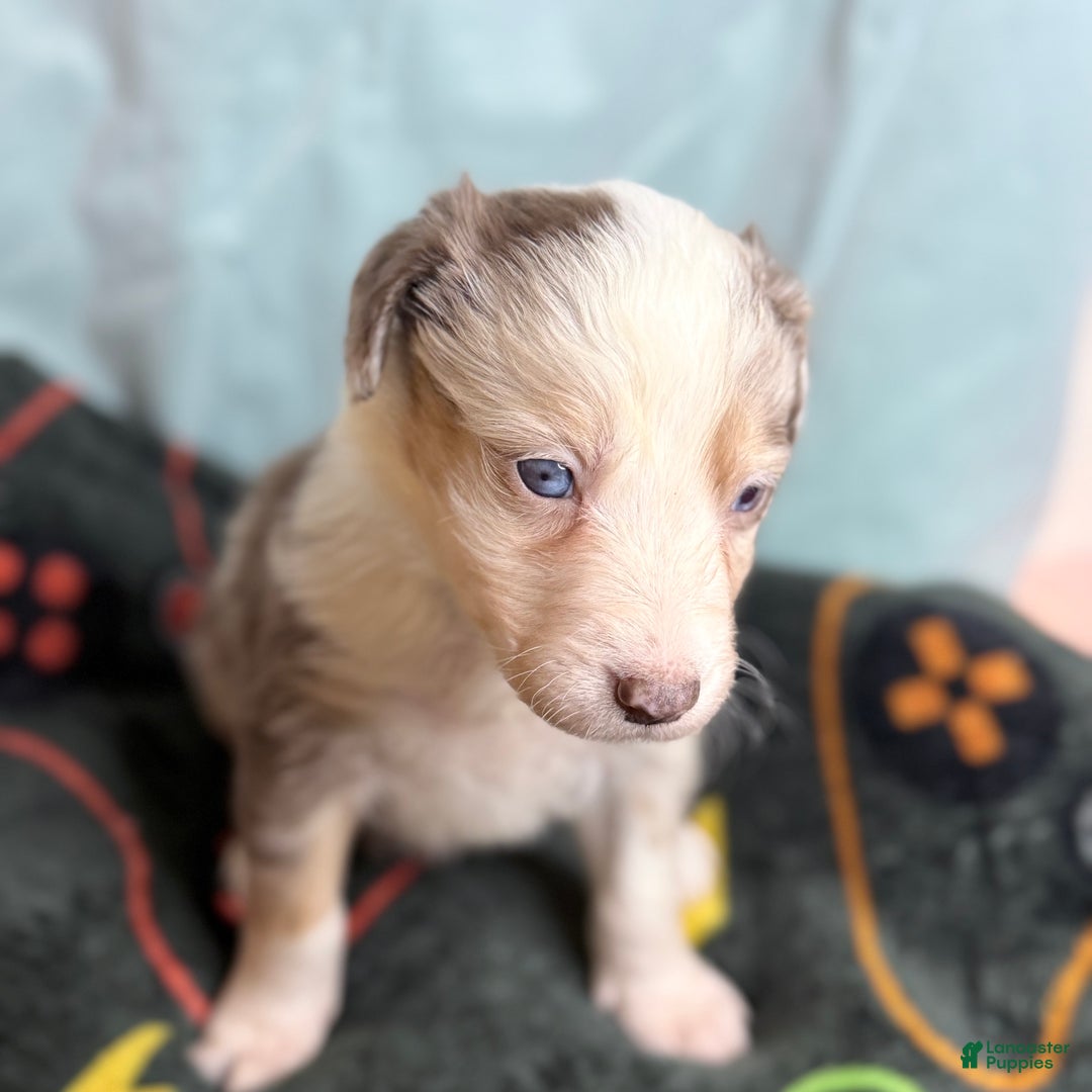 Mixed Breed dogs for sale: Oso - Ad 2