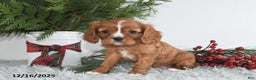 Cavalier King Charles Spaniel dogs for sale: Starlight - Ad 4