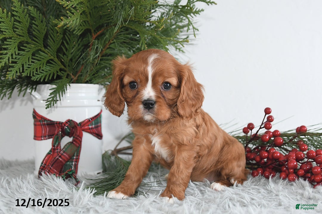 Cavalier King Charles Spaniel dogs for sale: Starlight - Ad 4