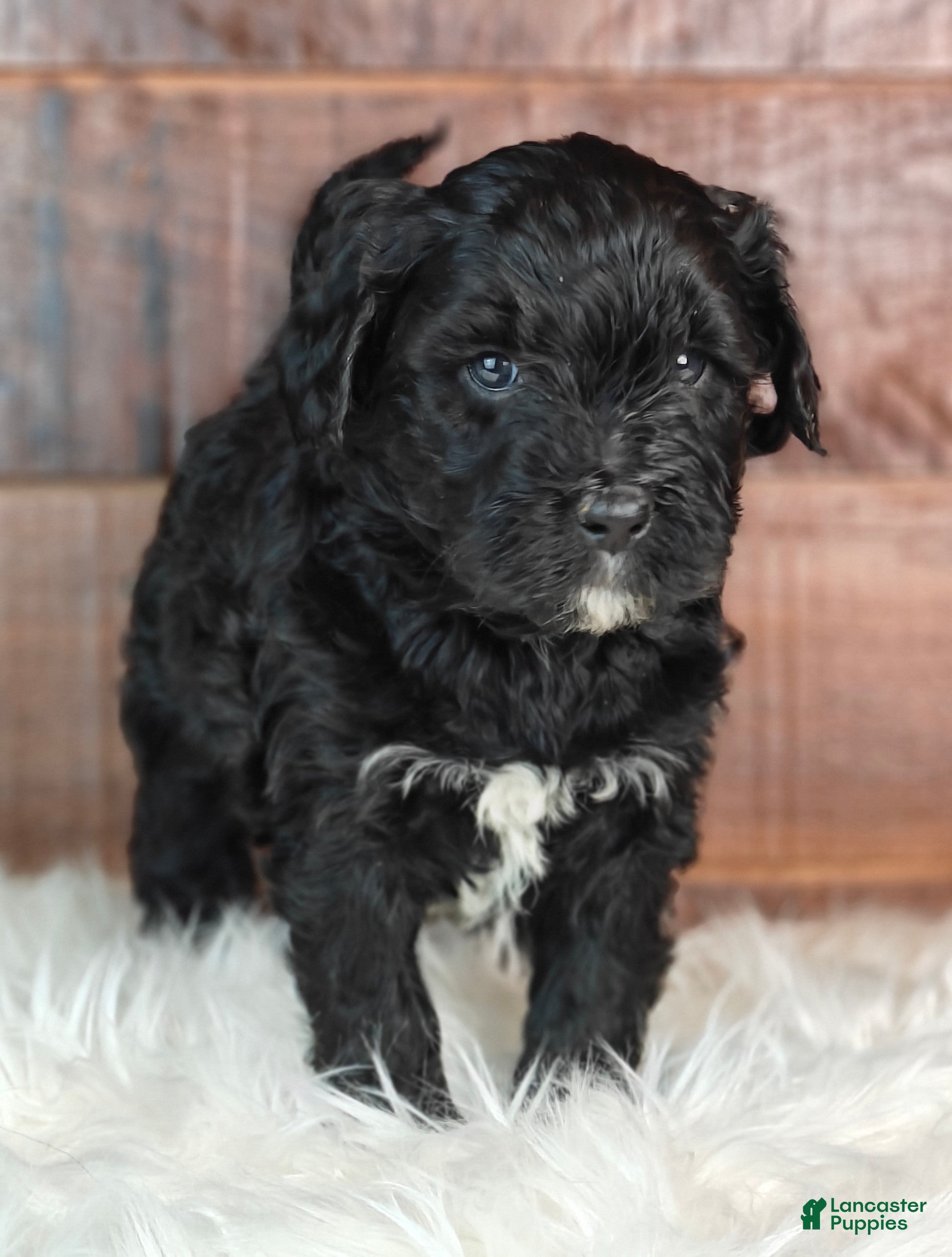 Bernedoodle dogs Fudge  - Ad 2