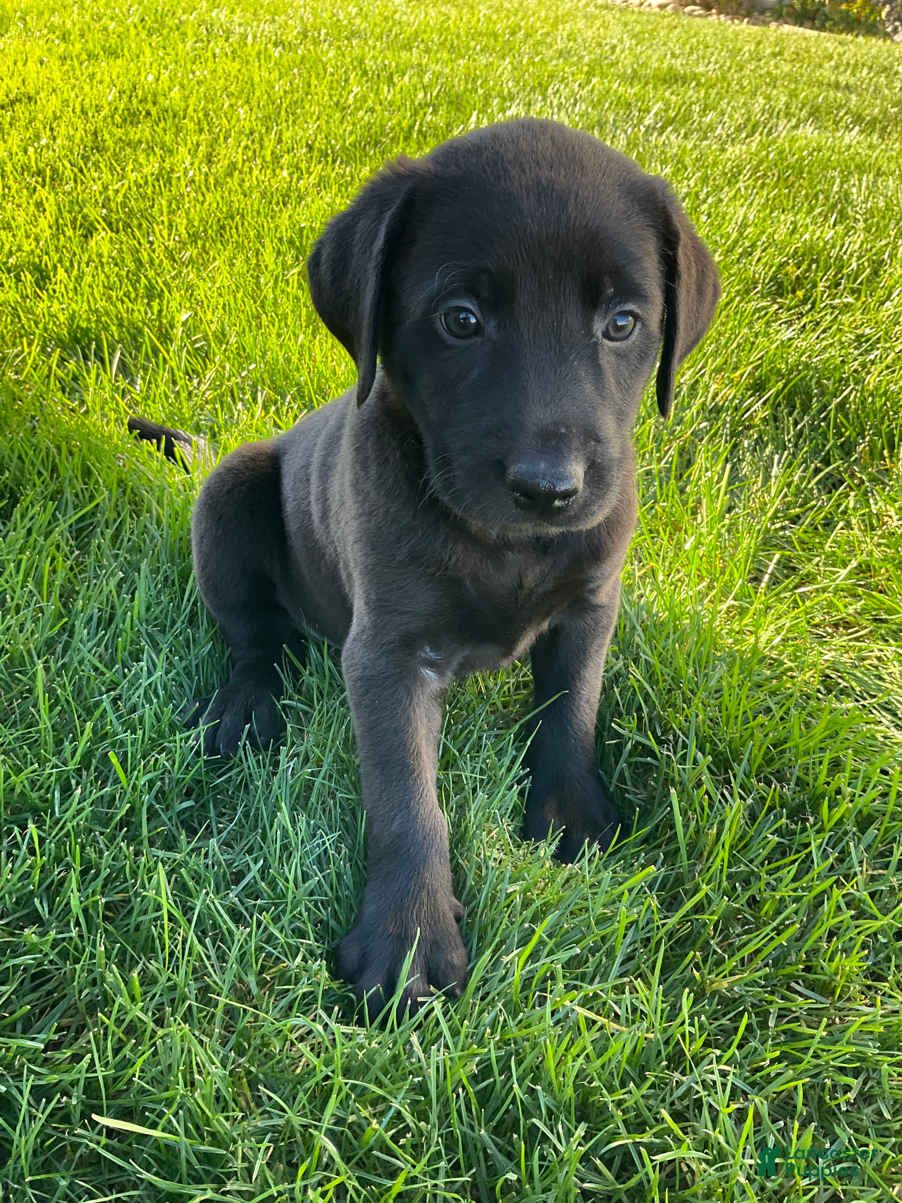 Labrador Retriever dogs Jasper - Ad 1