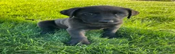 Labrador Retriever dogs for sale: Jasper - Ad 1