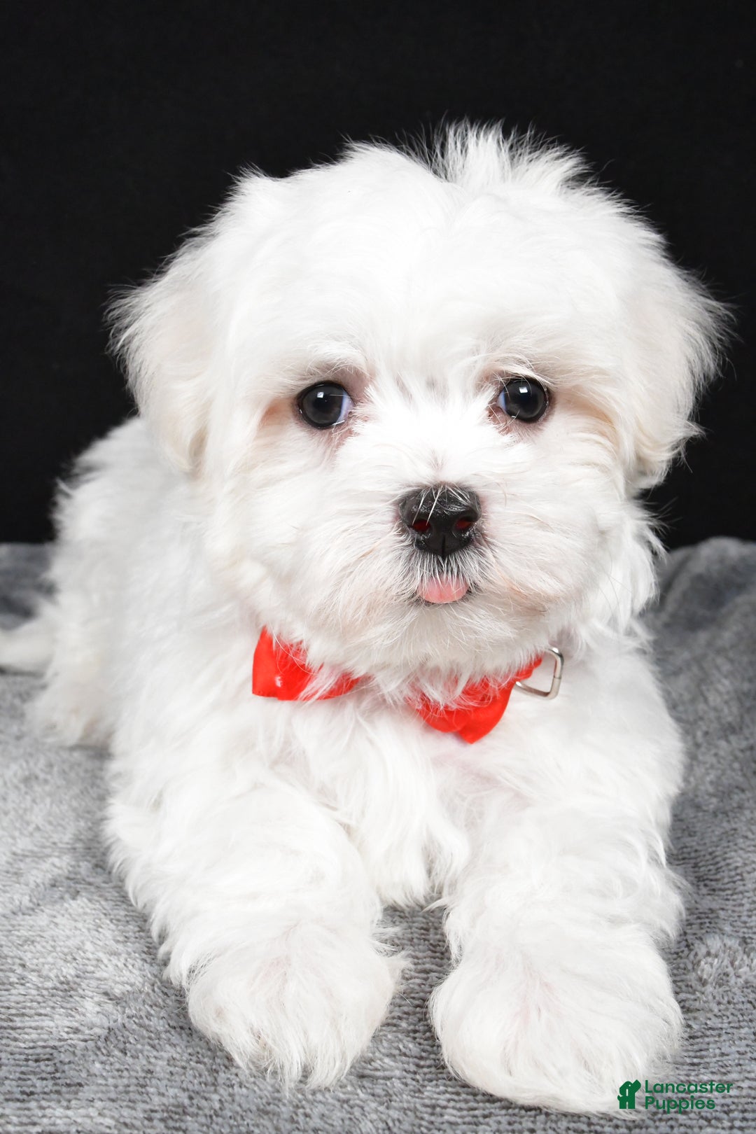 Maltese dogs for sale: Will - Ad 5