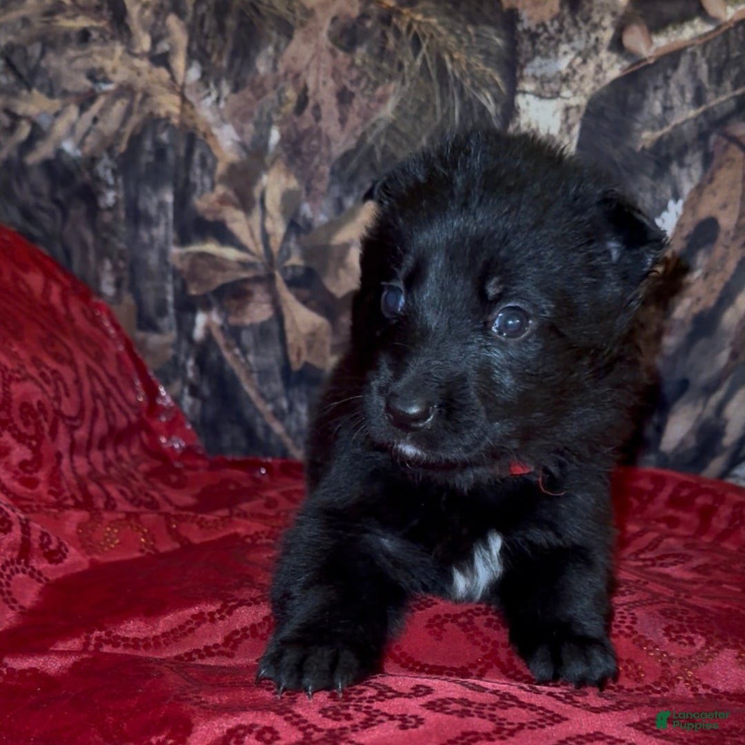 German Shepherd dogs for sale: SCAMPI - Ad 7