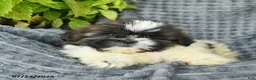 Shih Tzu dogs for sale: Nellie  - Ad 3