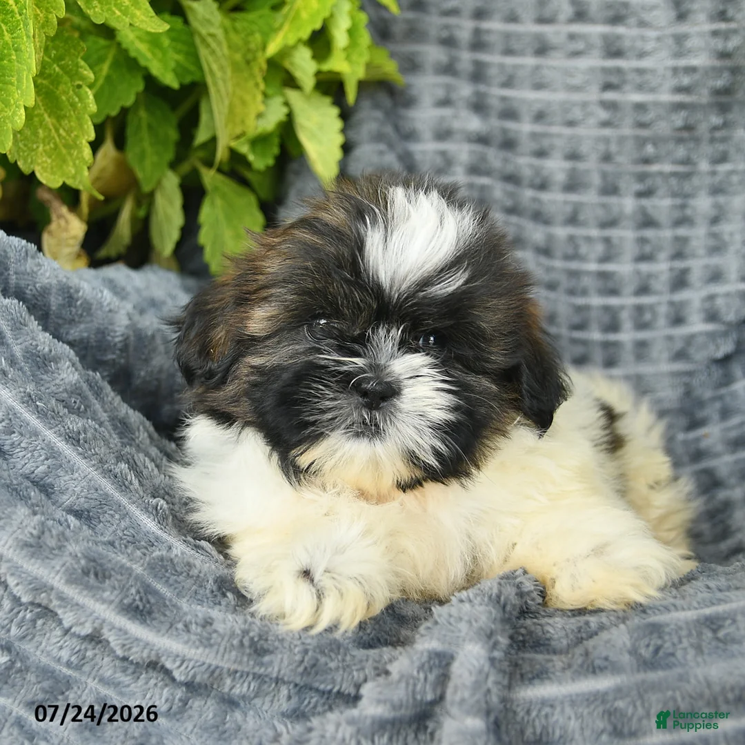 Shih Tzu dogs for sale: Nellie  - Ad 3