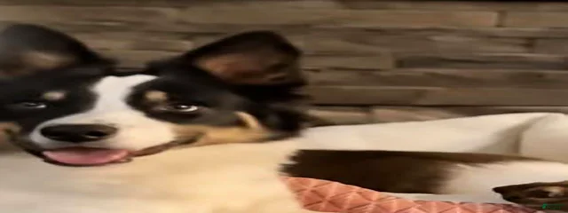 Jack