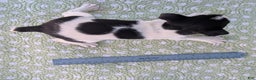 Rat Terrier dogs for sale: Poppy - Ad 10