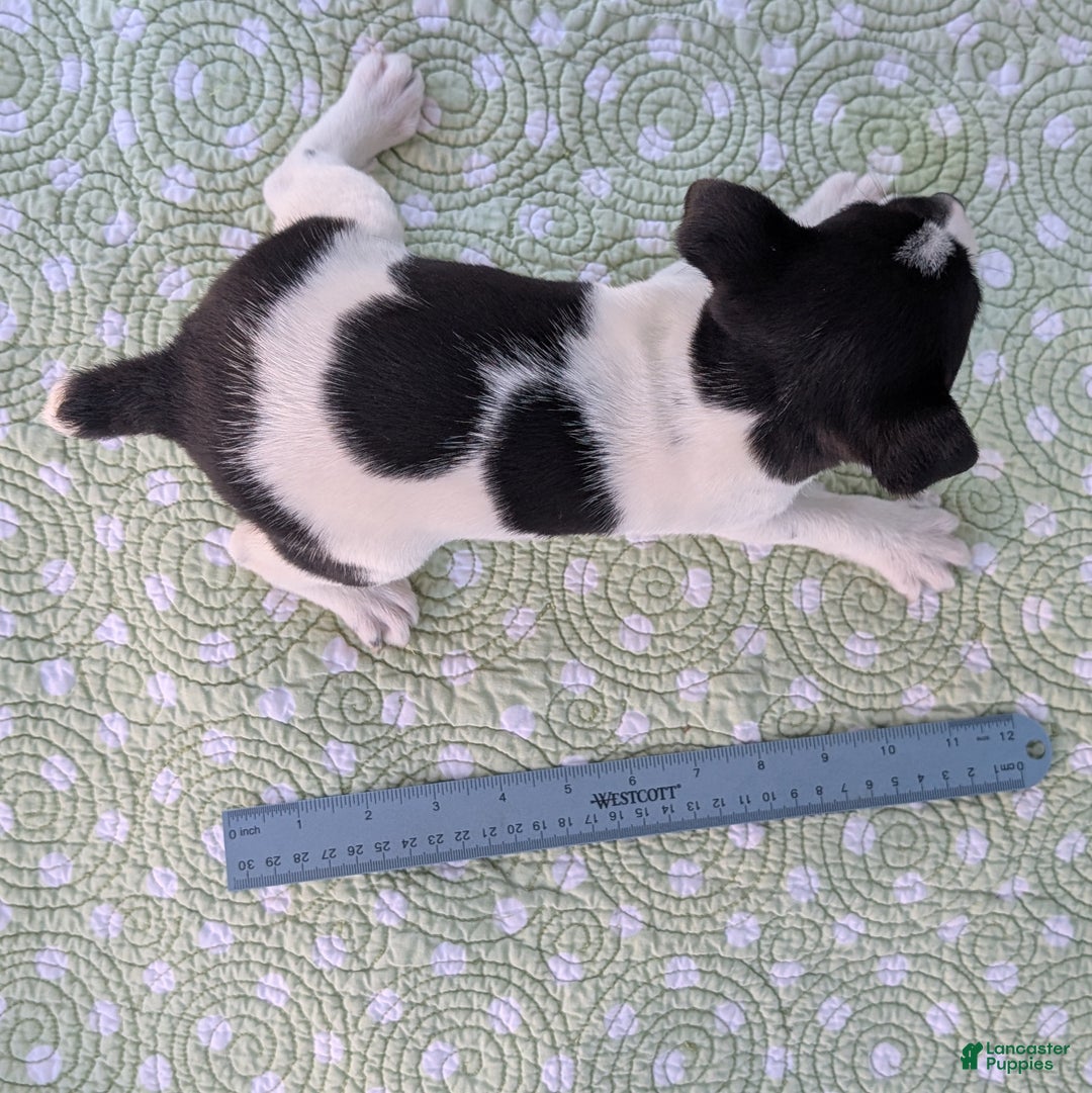 Rat Terrier dogs for sale: Poppy - Ad 10