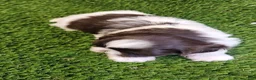 Shih Tzu dogs for sale: Shih Tzu 4 - Ad 3