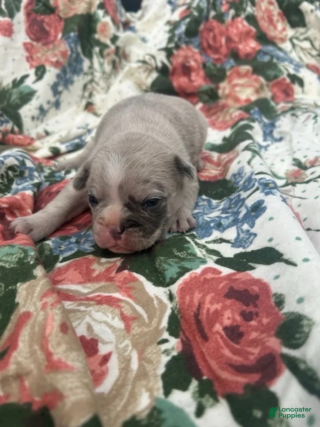 French Bulldog dogs for sale: Jimmy - Ad 2