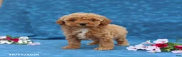 Mini Goldendoodle dogs for sale: Penny - Ad 1
