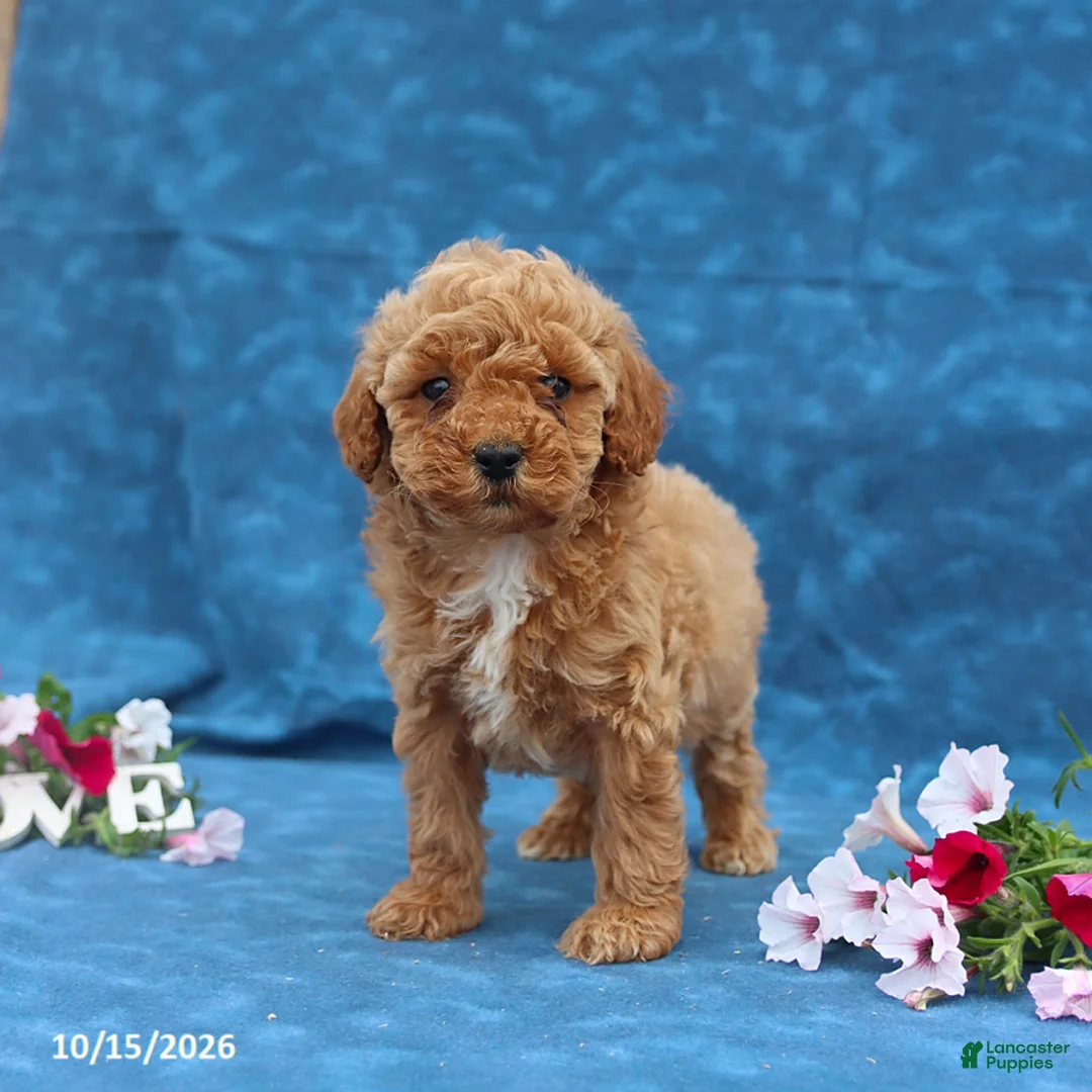 Mini Goldendoodle dogs for sale: Penny - Ad 1