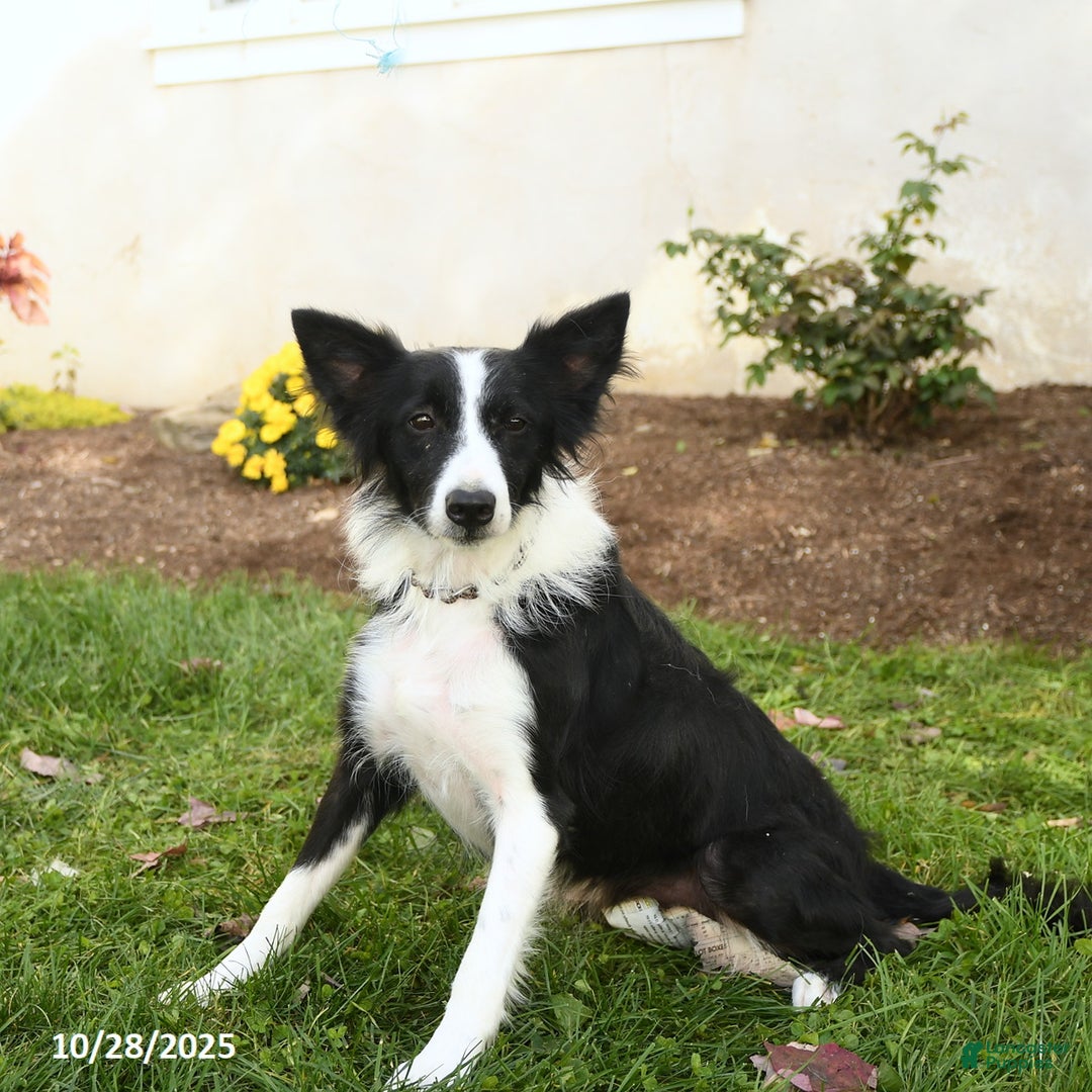 Border Collie dogs for sale: Sparky - Ad 3