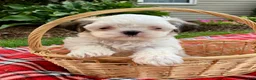 Shih Tzu dogs for sale: Scooter - Ad 5