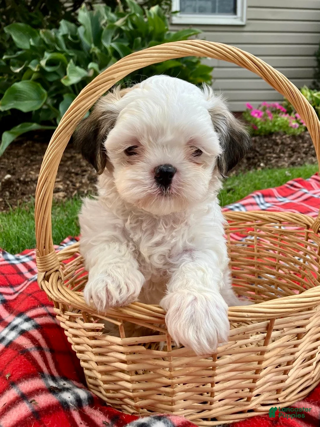 Shih Tzu dogs for sale: Scooter - Ad 5