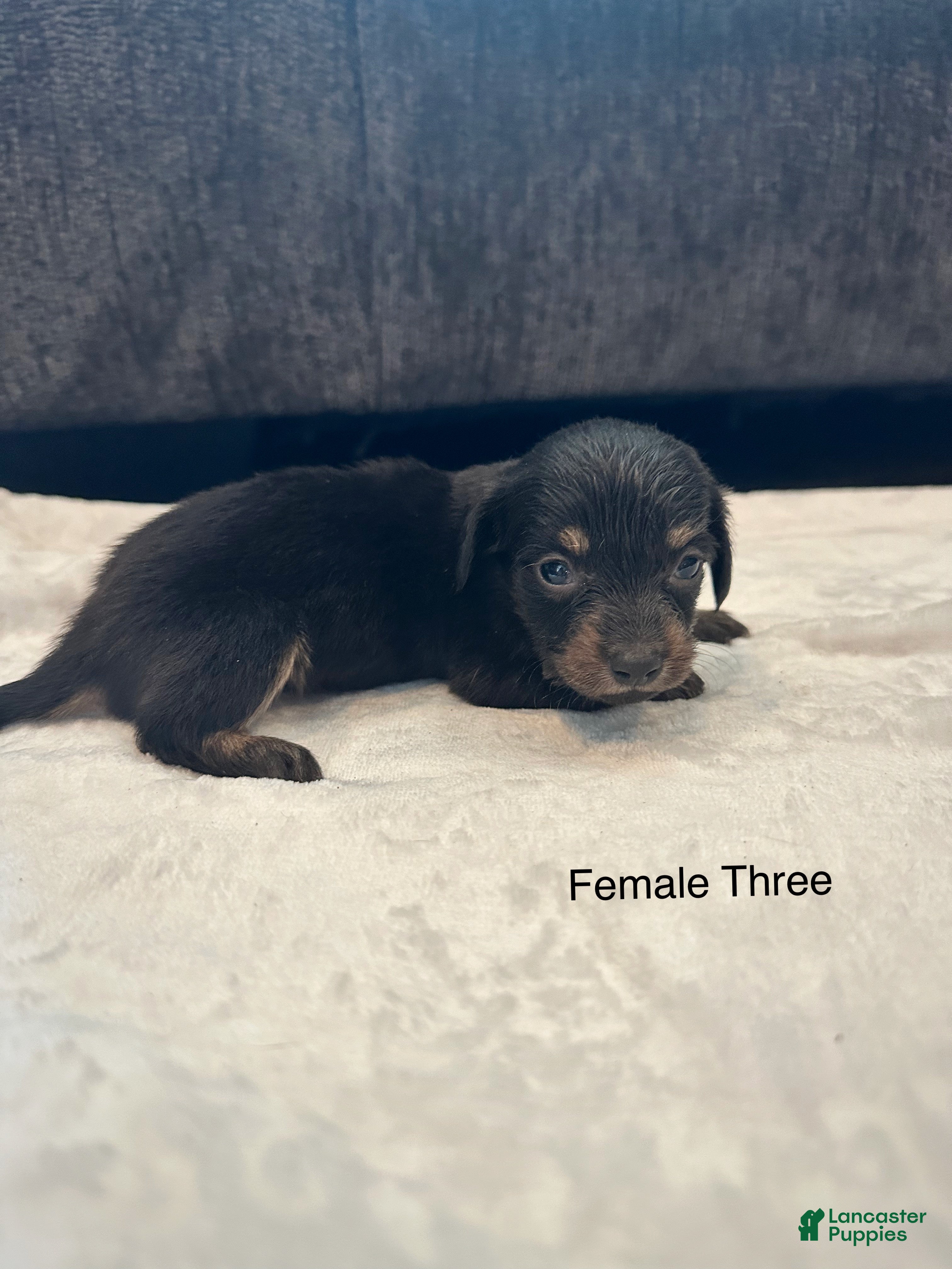 Dachshund dogs Female Three - Ad 2