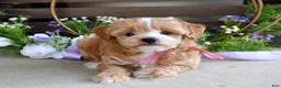 Maltipoo dogs for sale: Bella - Ad 4