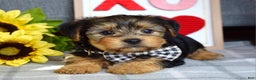 Yorkshire Terrier dogs for sale: Hank  - Ad 10