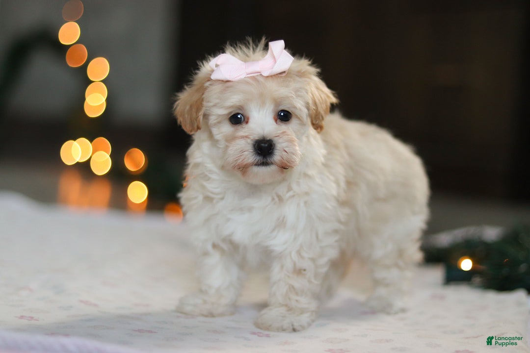 Havapoo dogs for sale: Clover - Ad 5