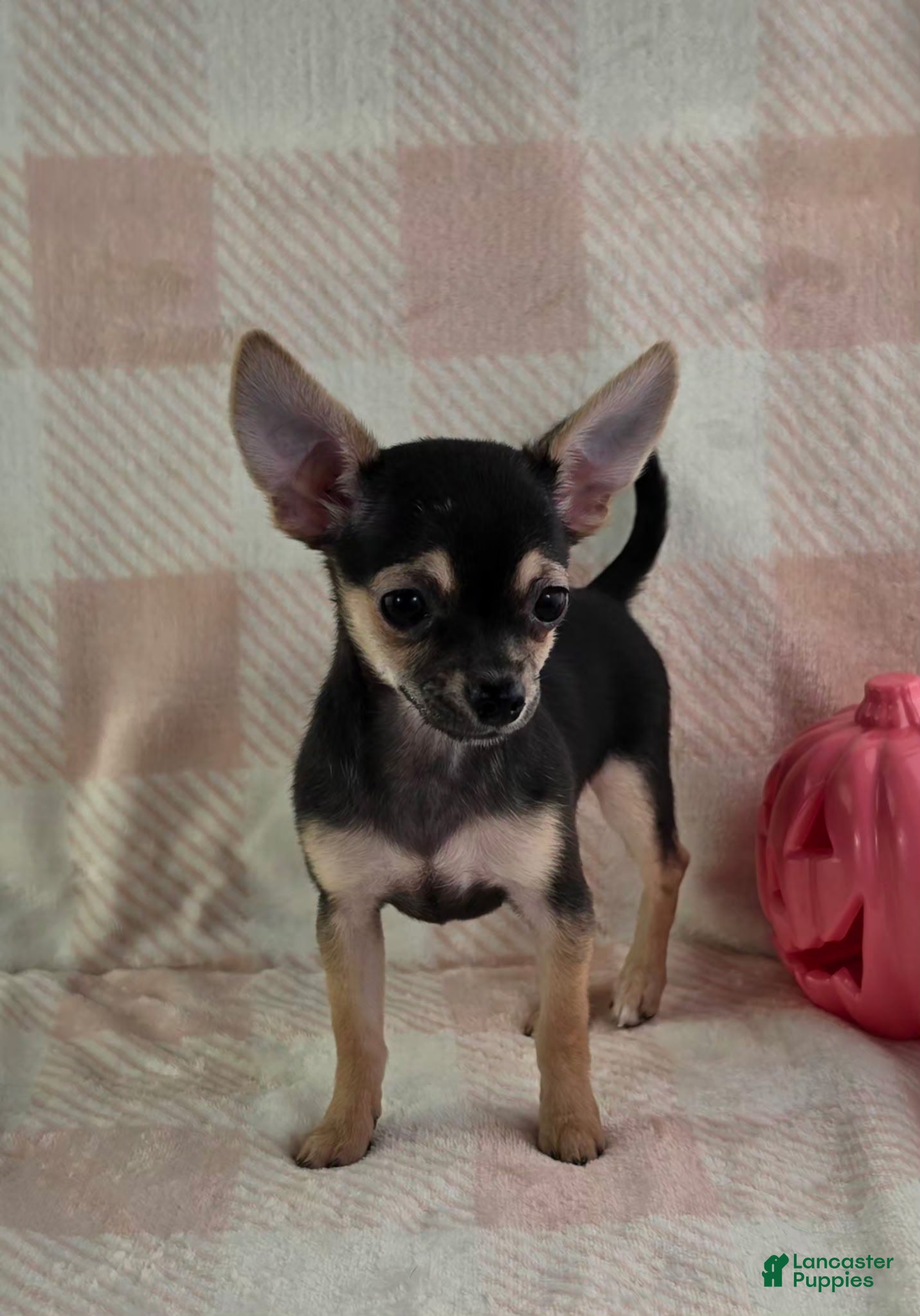 Chihuahua dogs June - Ad 2
