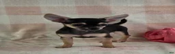 Chihuahua dogs for sale: June - Ad 2