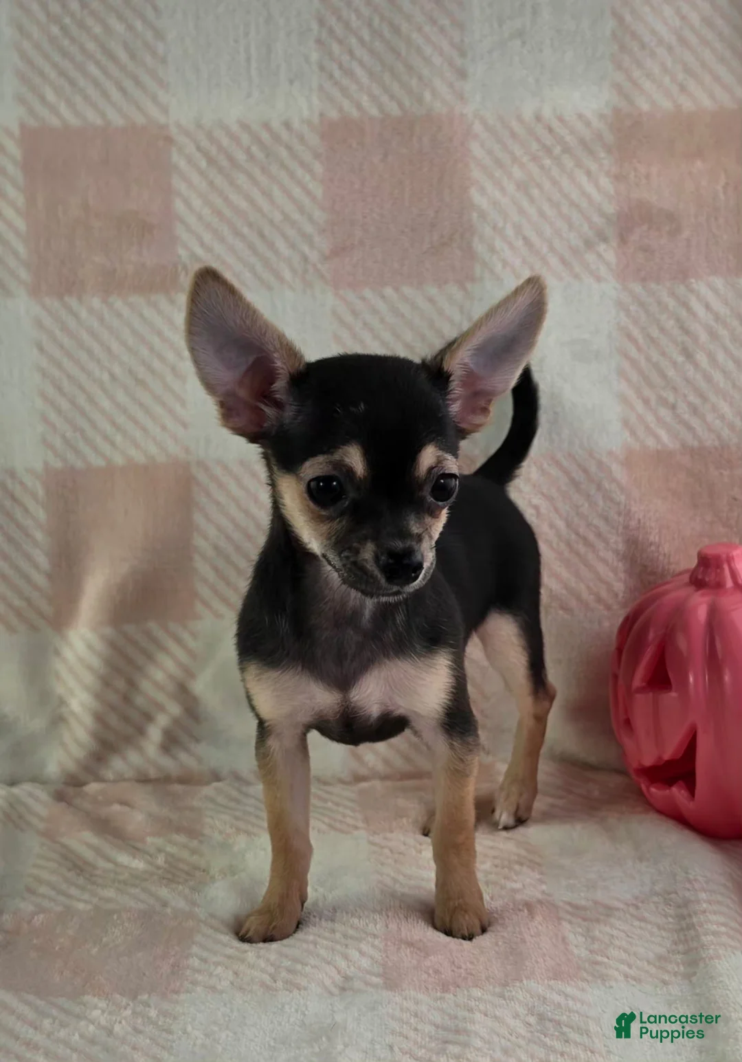 Chihuahua dogs for sale: June - Ad 2