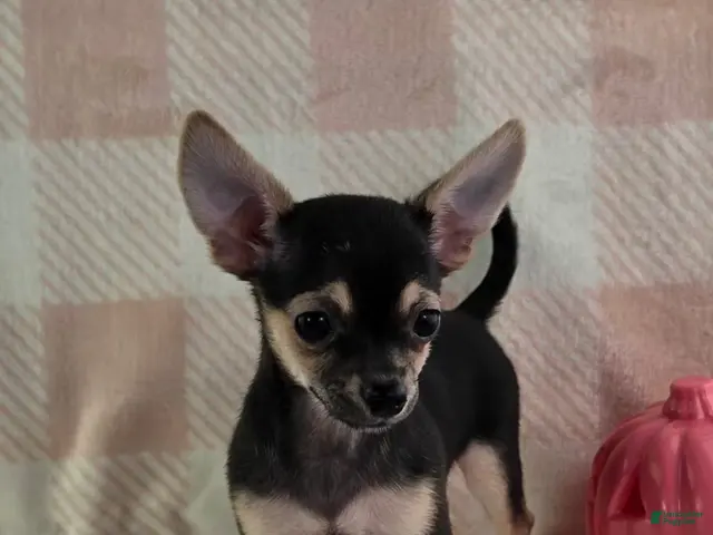 Chihuahua dogs for sale: June - Ad 2