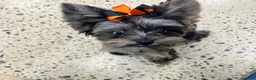 Yorkshire Terrier dogs for sale: Yorkshire Terrier 1 - Ad 5