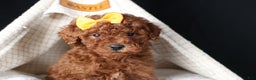 Miniature Poodle dogs for sale: BUDDY - Ad 9