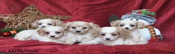Cavachon dogs for sale: Callie - Ad 3