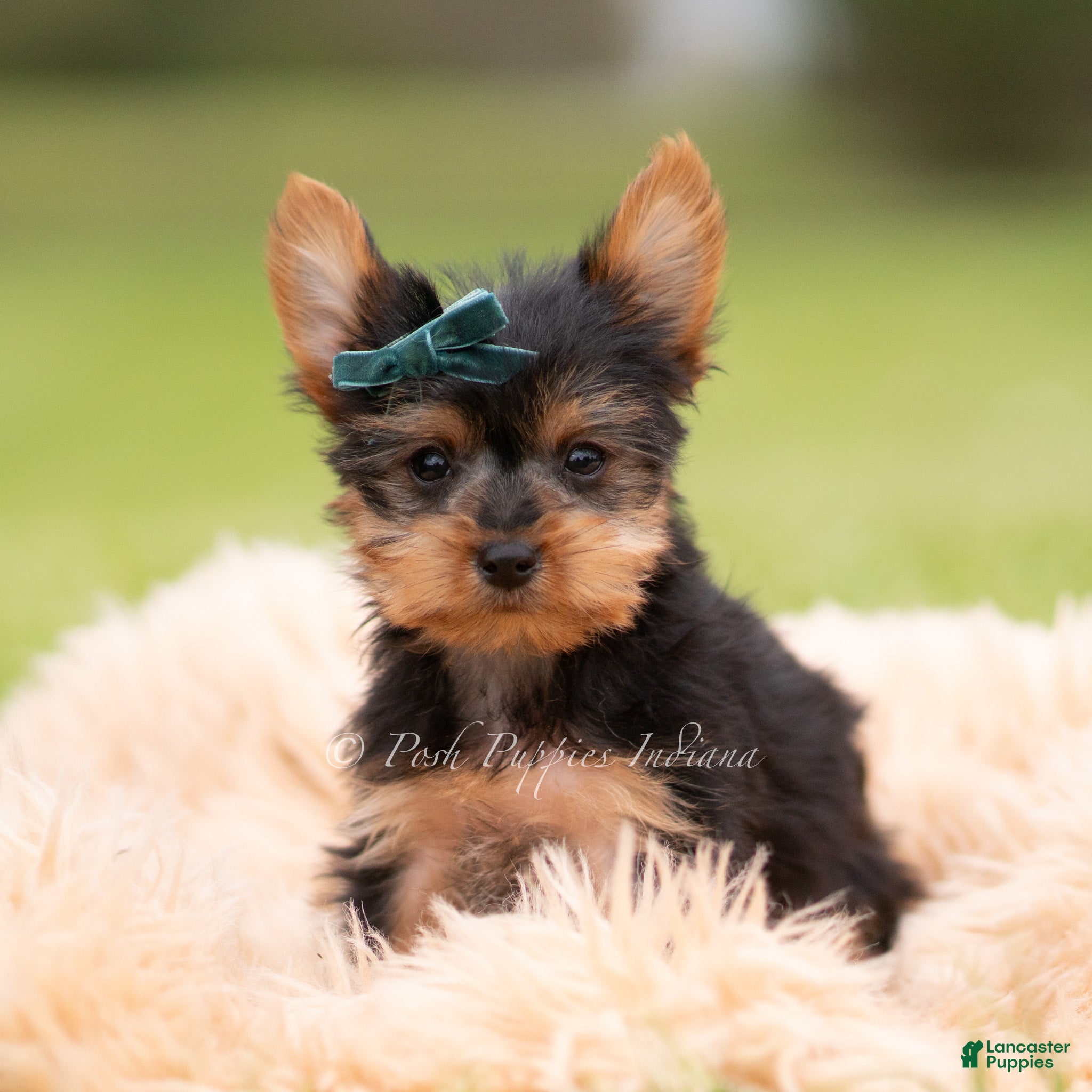 Yorkshire Terrier dogs Scotty - Ad 31