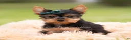Yorkshire Terrier dogs for sale: Scotty - Ad 1