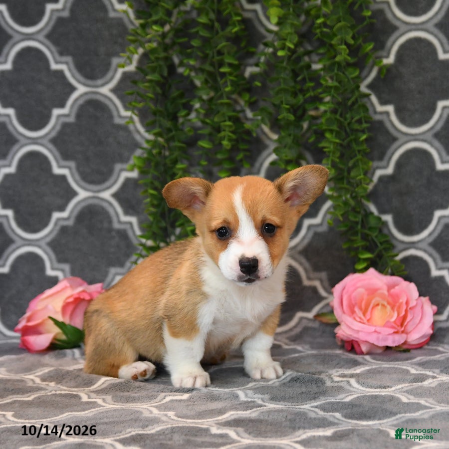 Welsh Corgi Pembroke dogs King - Ad 2