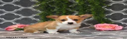 Welsh Corgi Pembroke dogs for sale: King - Ad 2