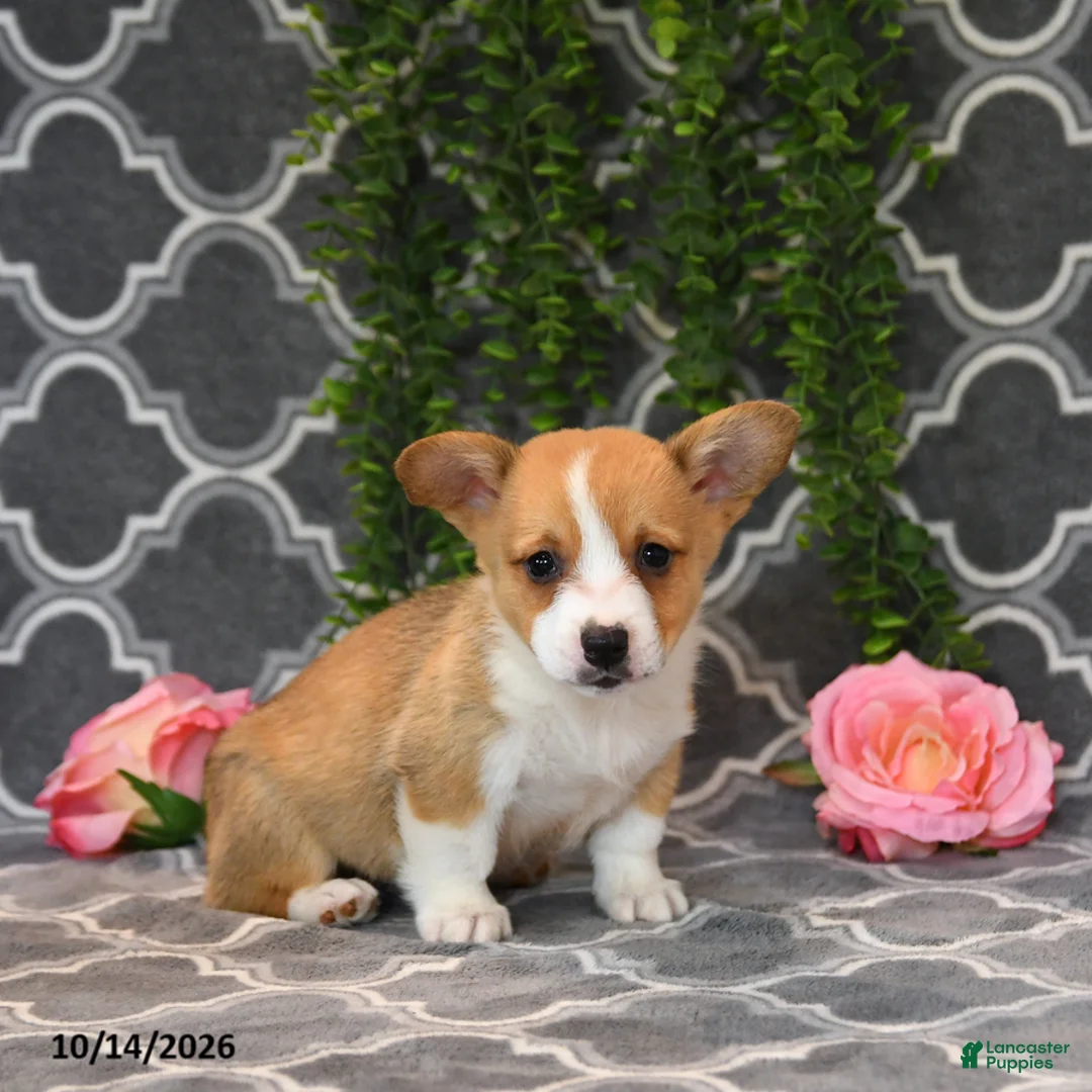 Welsh Corgi Pembroke dogs for sale: King - Ad 2