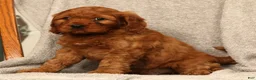 Cavapoo dogs for sale: Barney - Ad 9