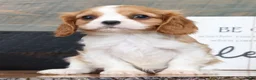 Cavalier King Charles Spaniel dogs for sale: Patrick - Ad 1