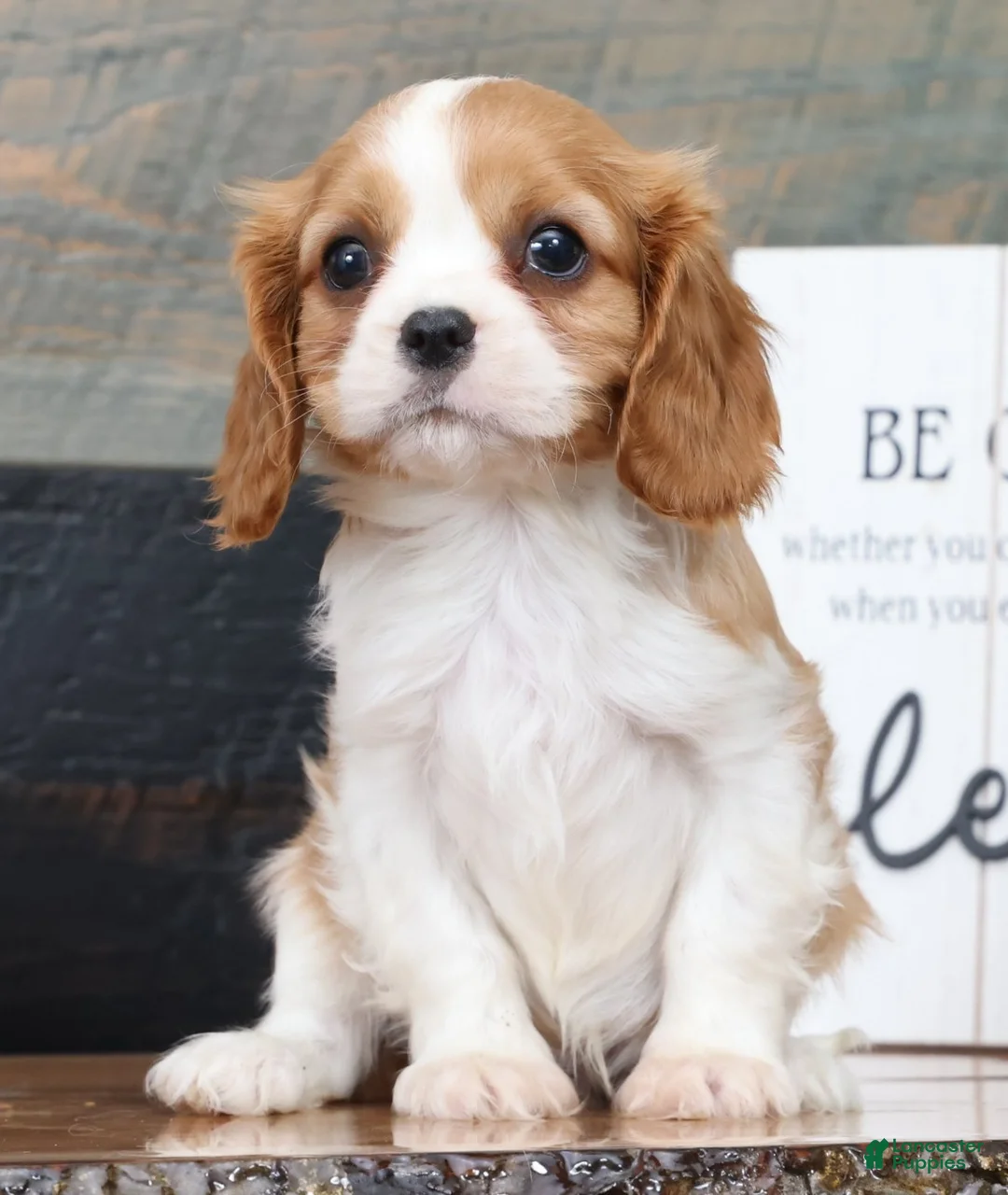 Cavalier King Charles Spaniel dogs for sale: Patrick - Ad 1