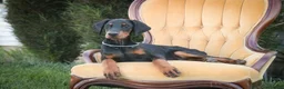 Doberman Pinscher dogs for sale: Malcolm - Ad 9