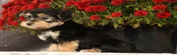 Yochon dogs for sale: Thomas - Ad 9